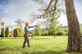 Best Hedge Trimming  in Nescopeck, PA